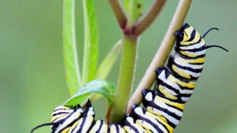 Monarch caterpillar