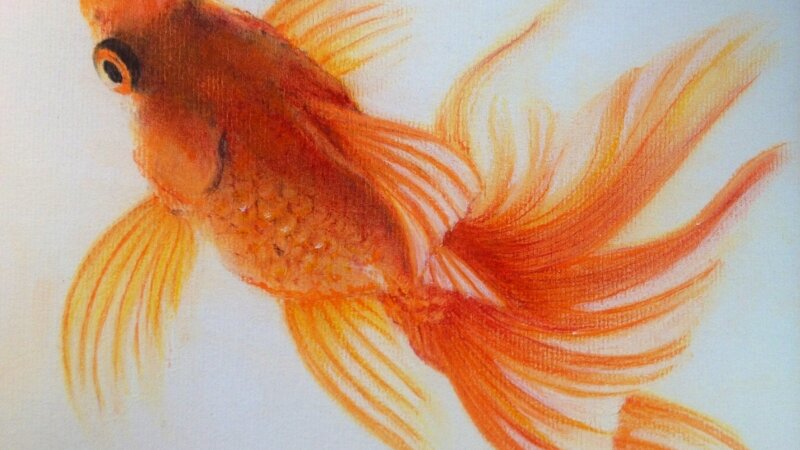 Goldfish#1