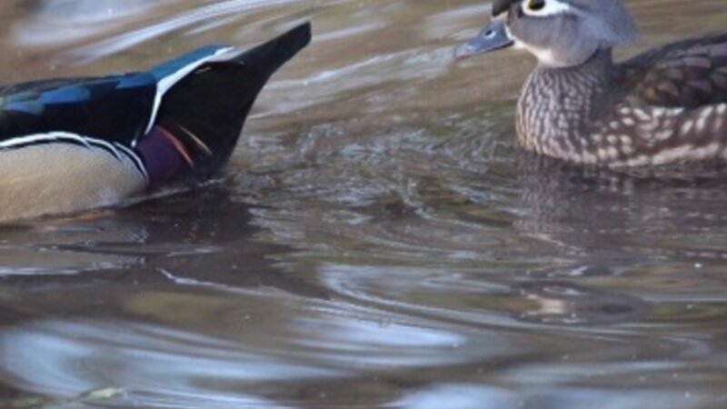 The Wood Ducks