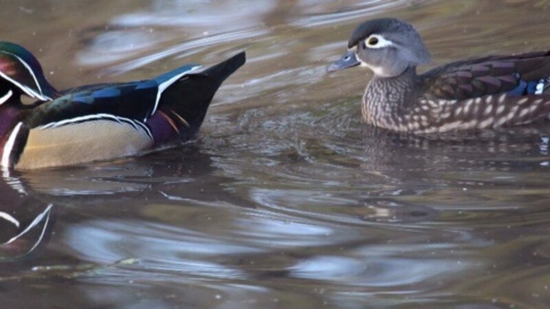 The Wood Ducks
