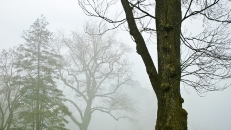 Noon mist