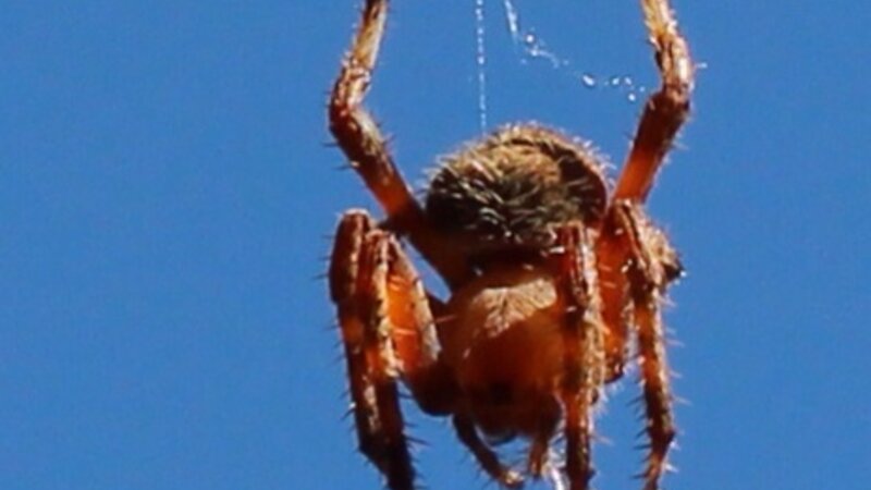 Garden Spider