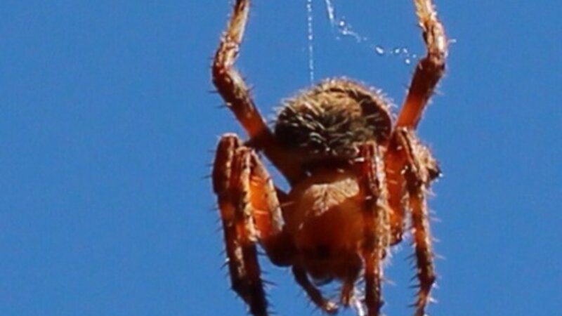Garden Spider