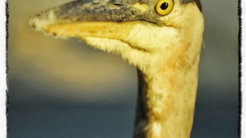 Great Blue Heron Portrait