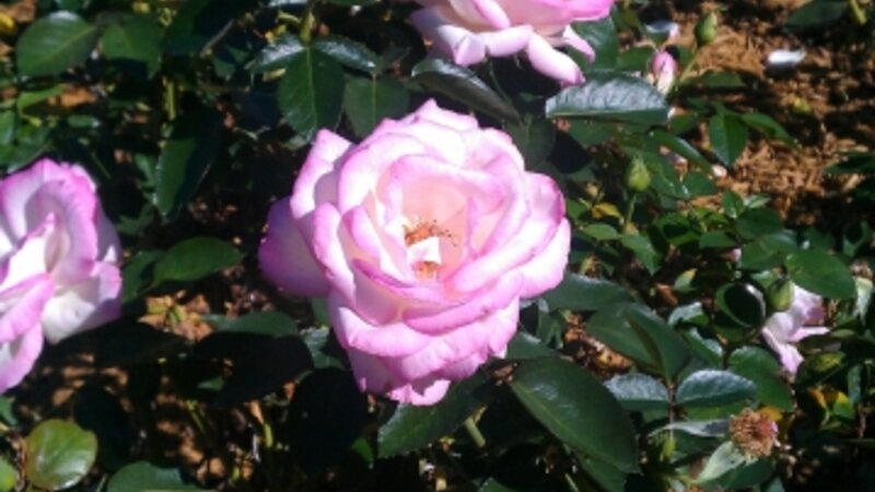 Perfect pink rose