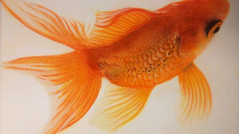 Goldfish#2