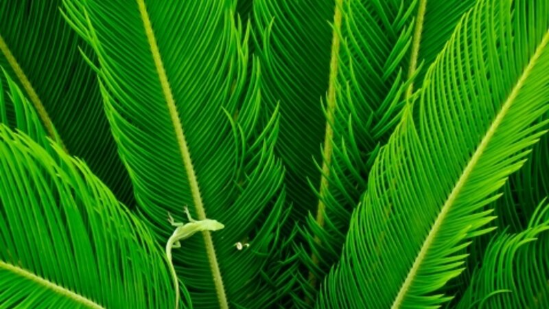 Green on green