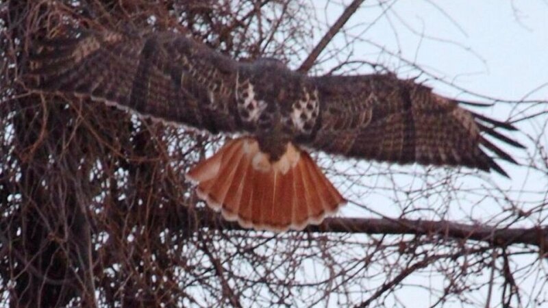 Landing redtail