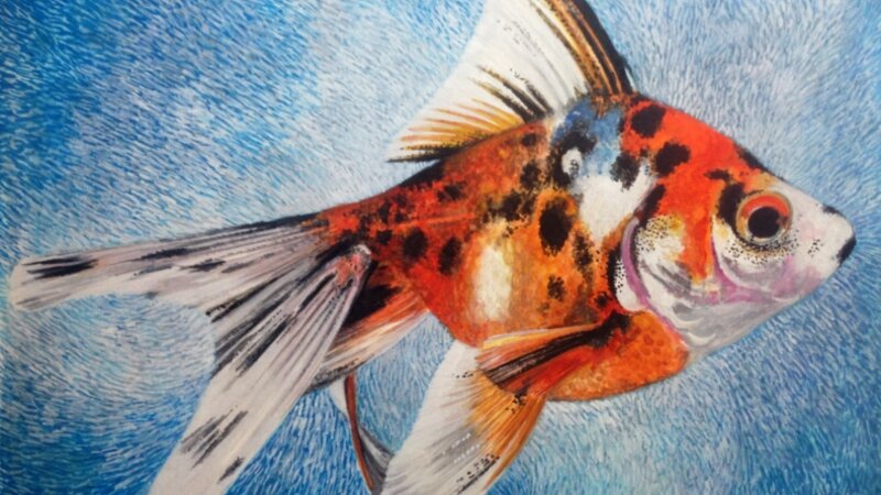 Goldfish#3