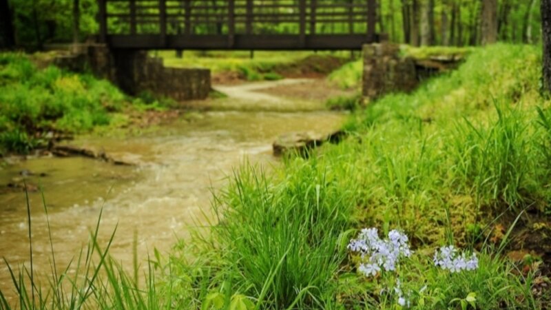 Rainy day by creek