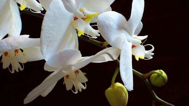Orchid Parade