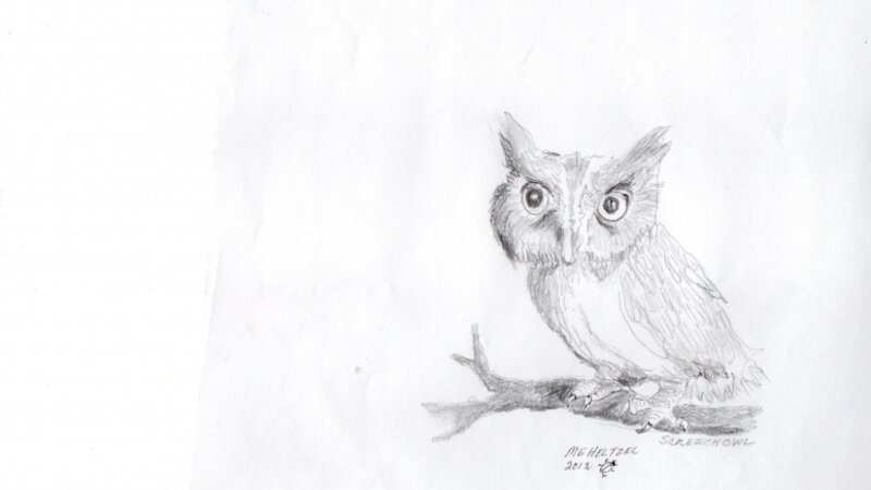 Screech Owl