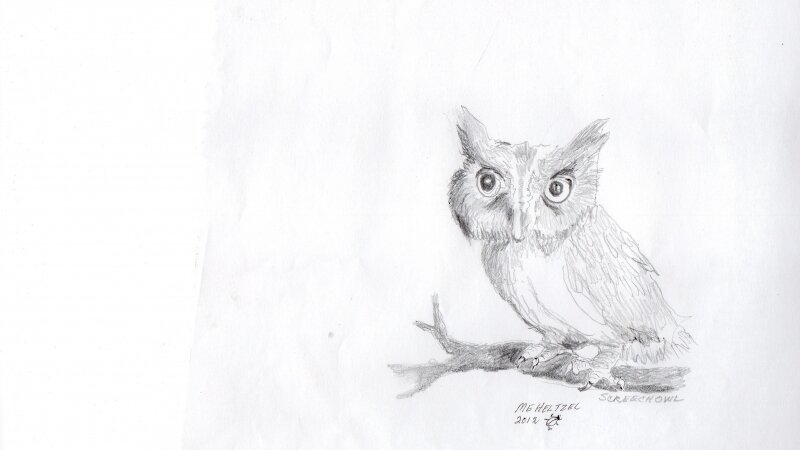 Screech Owl