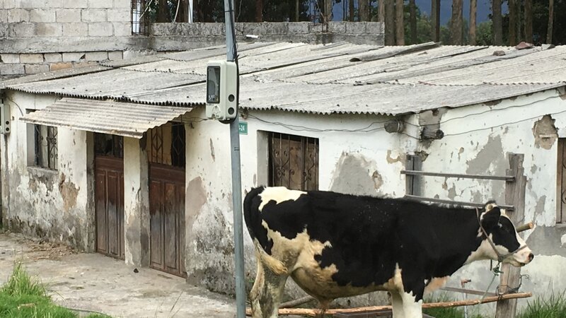 Urban Cow