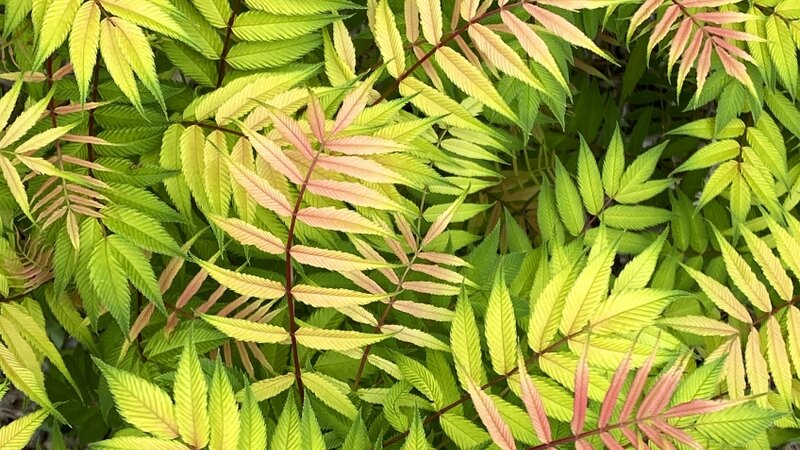 A Swirl of Leaves
