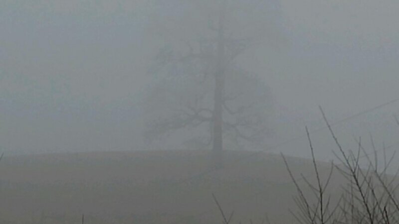 Foggy Hike
