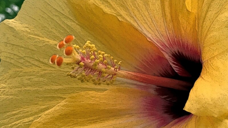 Yellow Hibiscus Blossom