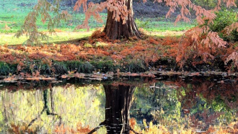 Late Autumn Reflection