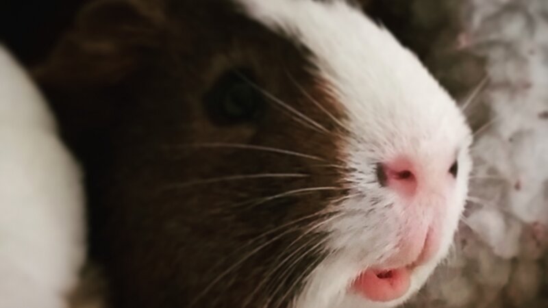 Those Lips