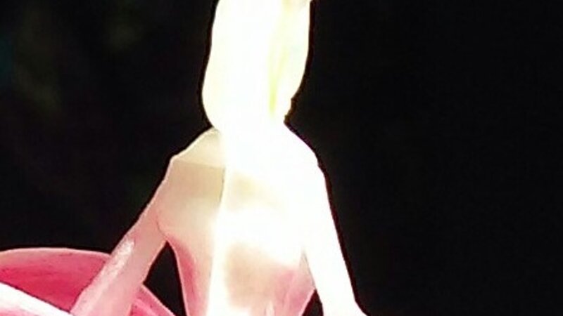 Inside The Bleeding Heart