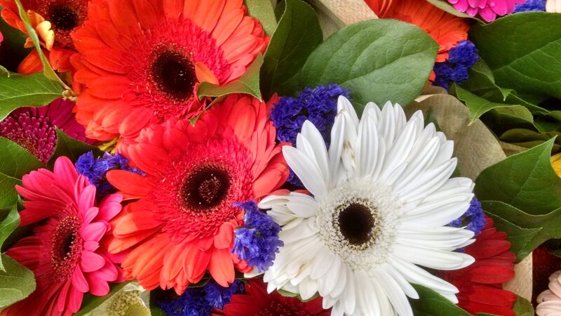 Florals,nature,botanical,flowers,art,nature art,photography,digital,fineart,