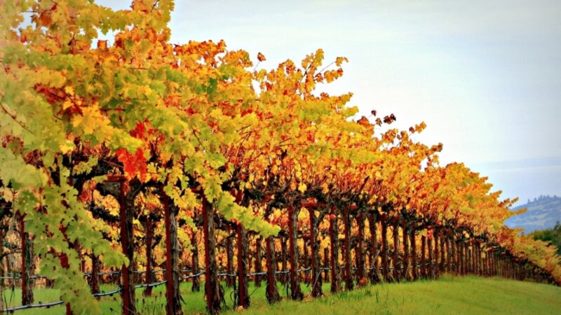 Dutcher Creek Vineyard