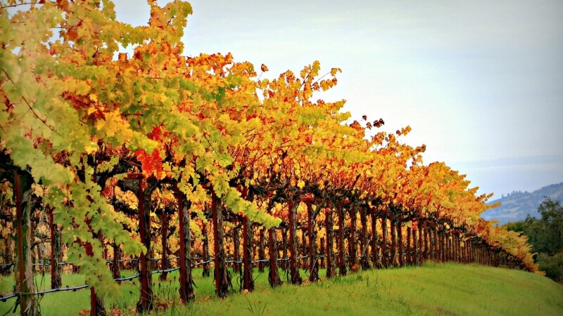 Dutcher Creek Vineyard