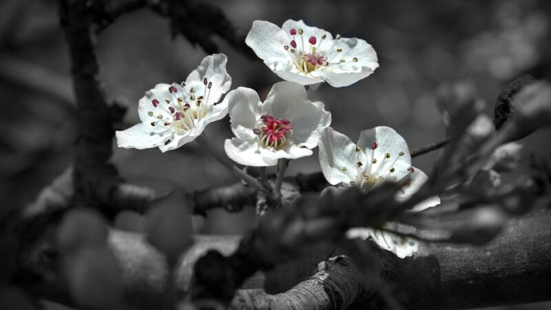 Spring