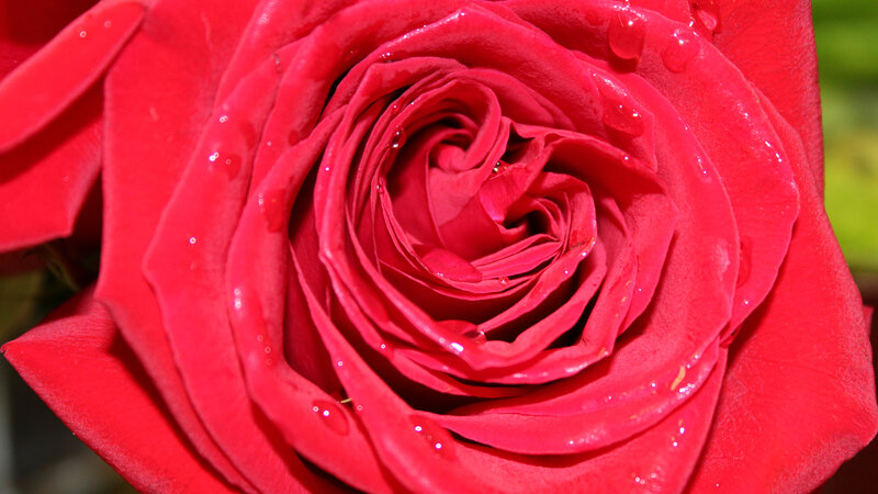 Rain drop rose