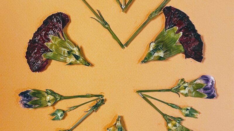 Pressed and preserved carnations