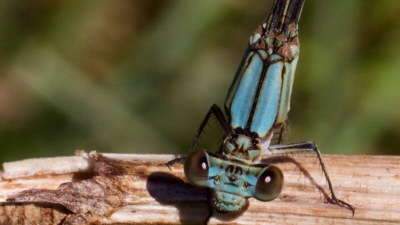 Garden Friend