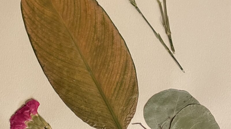 Pressed and preserved flower art 5