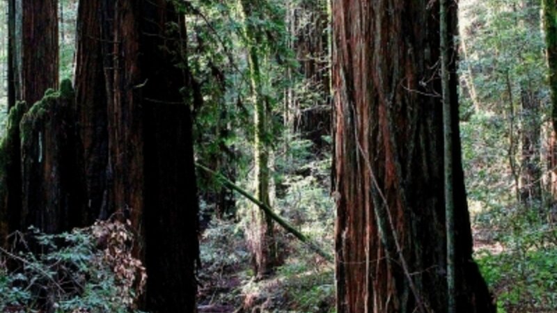 Redwood Serenity