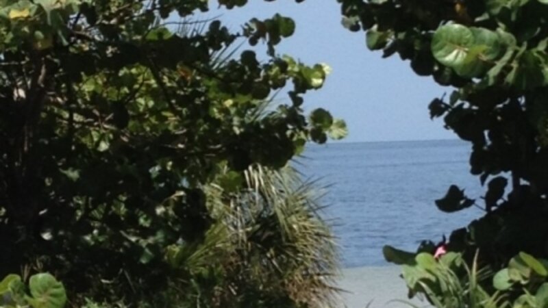 Beachside walkway of leaves