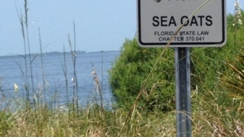 Beach Town Road Rules