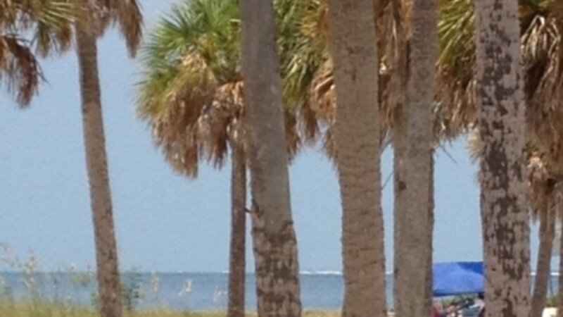 Tall Tree Tall Tree