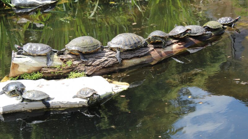 Turtles on a Log