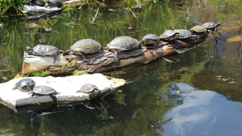 Turtles on a Log