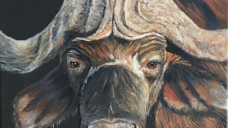 Cape Buffalo