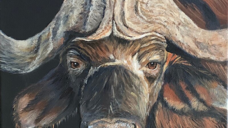Cape Buffalo