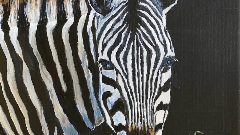 Zebra