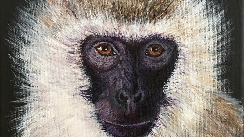 Vervet Monkey