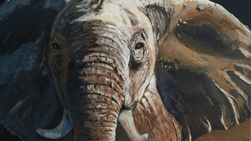 African Elephant 