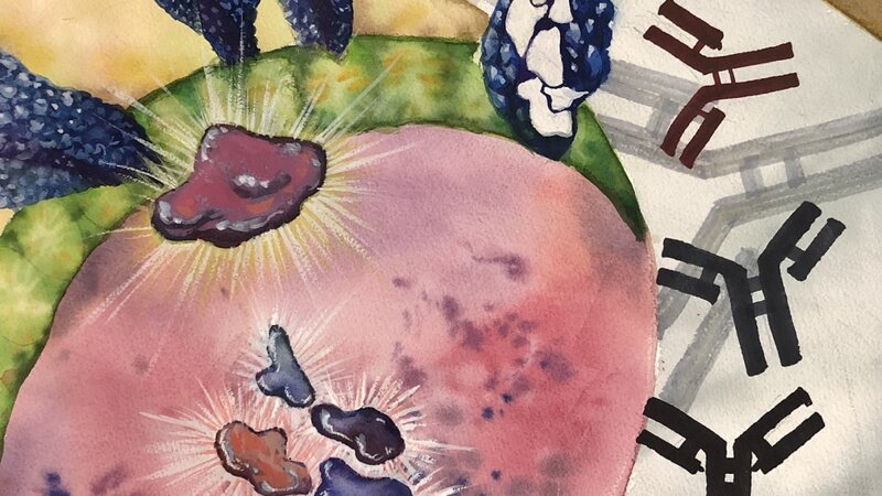 Influenza HA-reactive antibodies