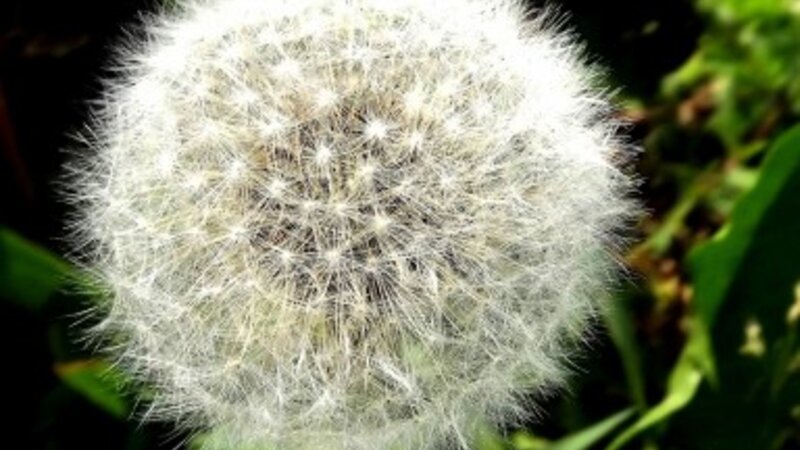 Isn't it Dandy...After