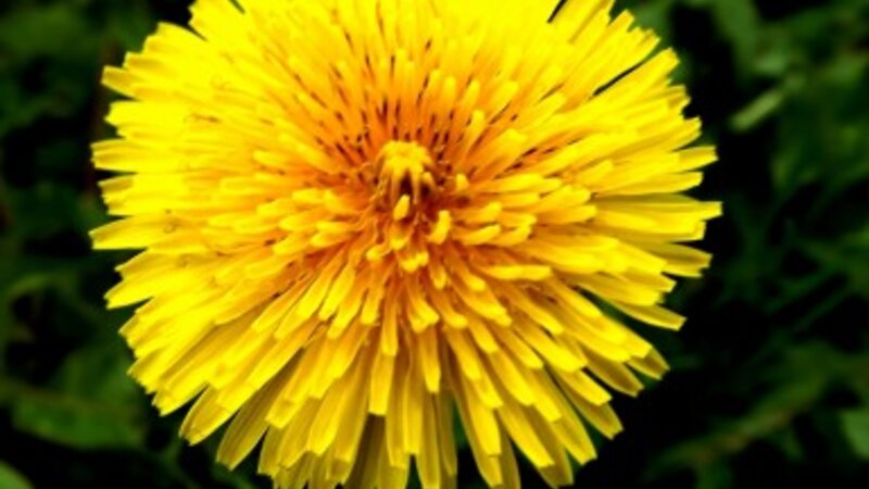 Isn't it Dandy...Before