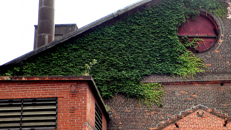 Ivy Over Steel