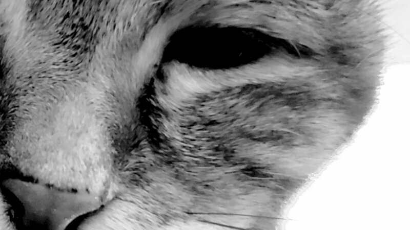 Cat up close