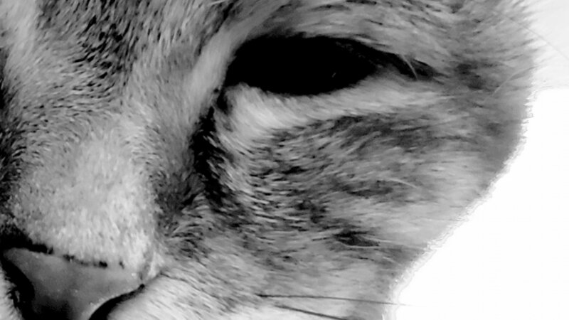 Cat up close