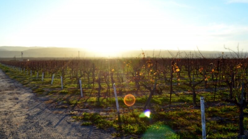 Sunset & Vineyards